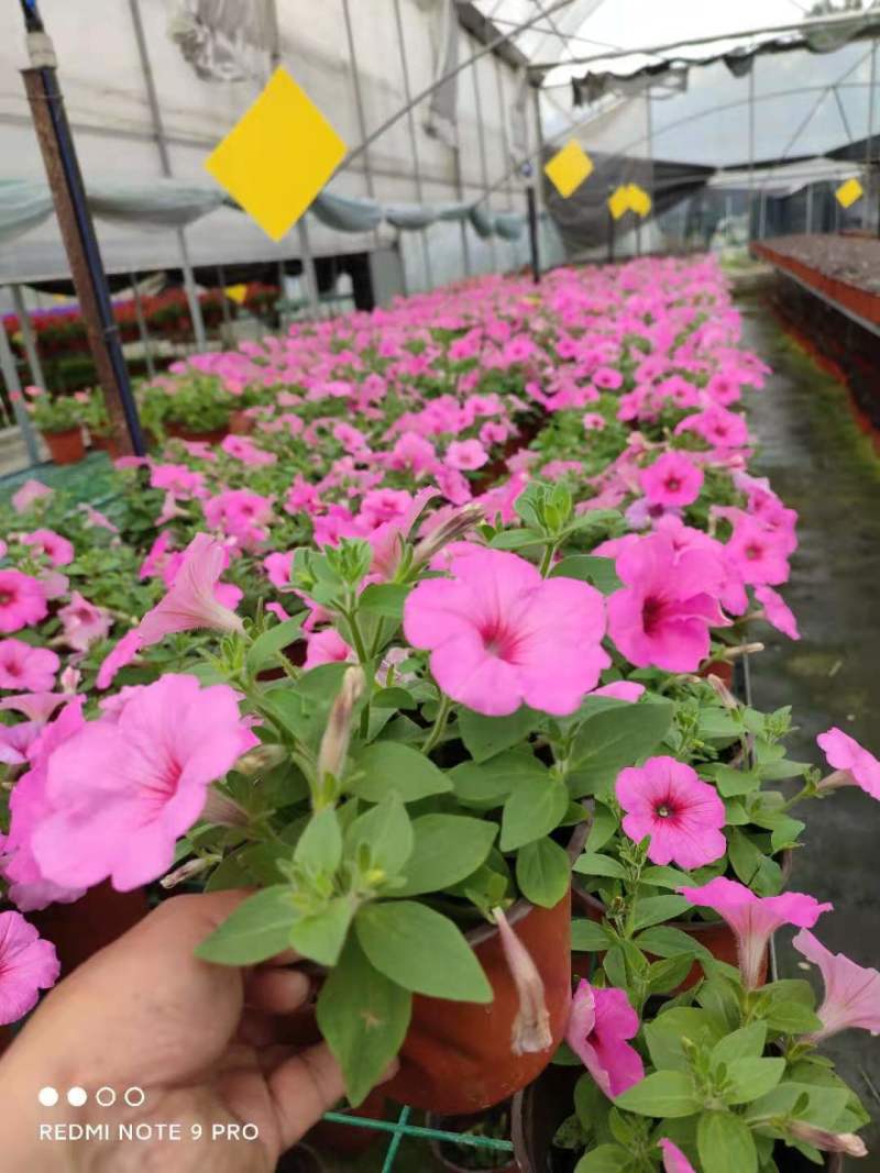 草花批发成都矮牵牛供应牵牛花价格成都牵牛花价格