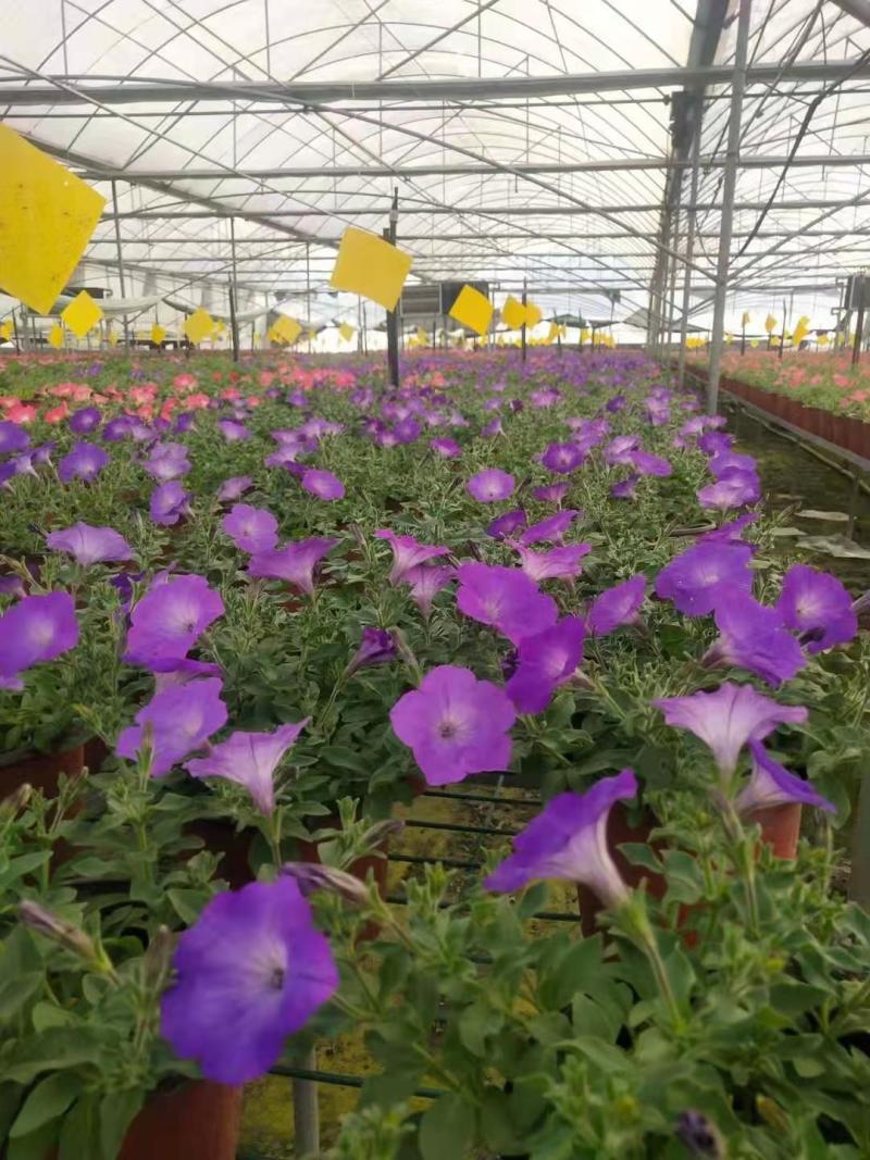 草花批发成都矮牵牛供应牵牛花价格成都牵牛花价格
