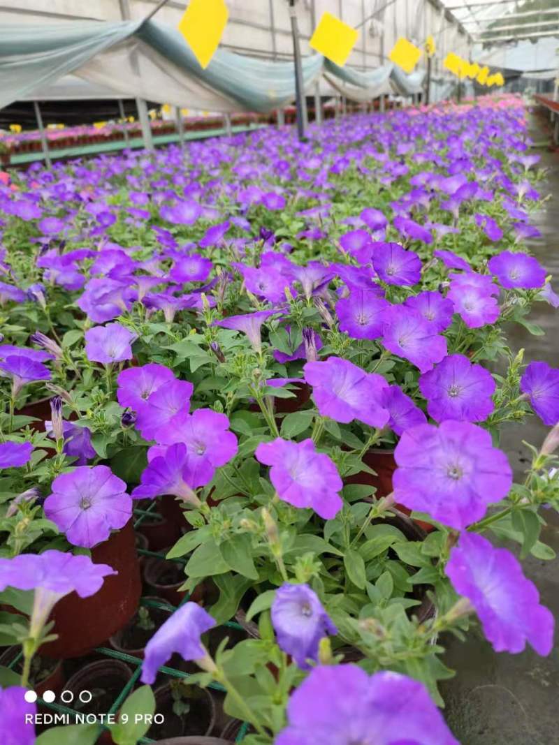 草花批发成都矮牵牛供应牵牛花价格成都牵牛花价格