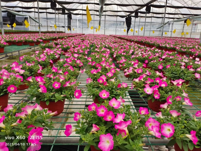 草花批发成都矮牵牛供应牵牛花价格成都牵牛花价格