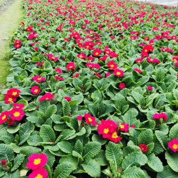 报春花价格成都草花批发报春花批发成都报春花报价