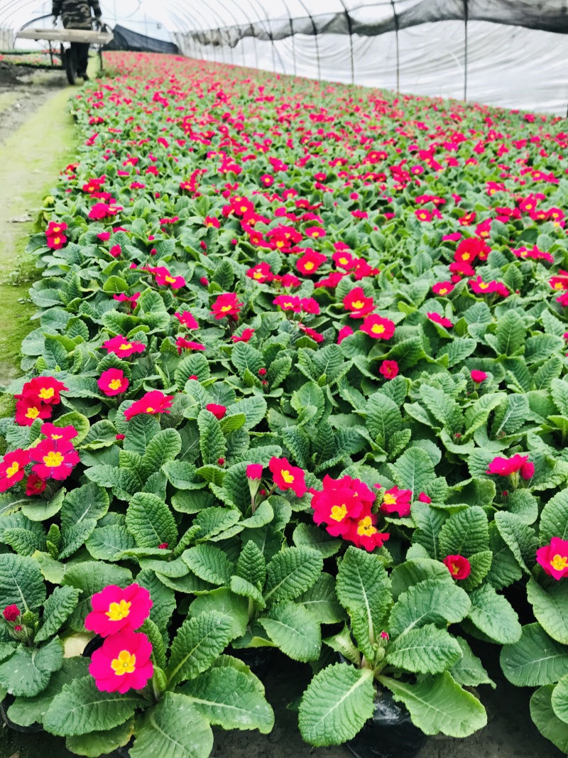 报春花价格成都草花批发报春花批发成都报春花报价