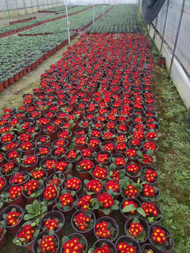 报春花价格成都草花批发报春花批发成都报春花报价