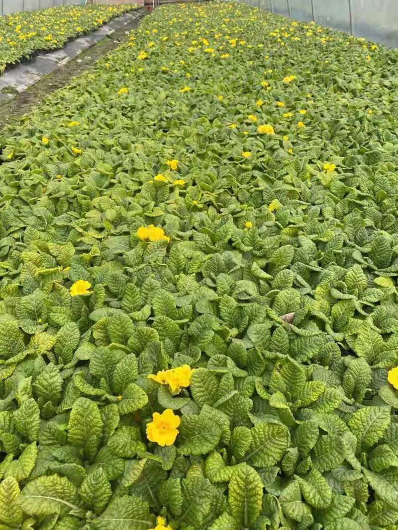 报春花价格成都草花批发报春花批发成都报春花报价