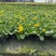 报春花价格成都草花批发报春花批发成都报春花报价