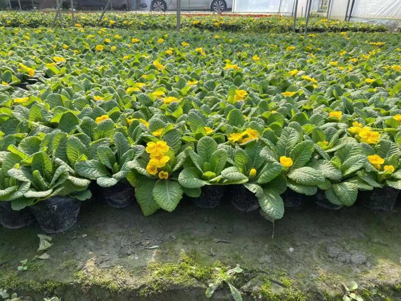 报春花价格成都草花批发报春花批发成都报春花报价