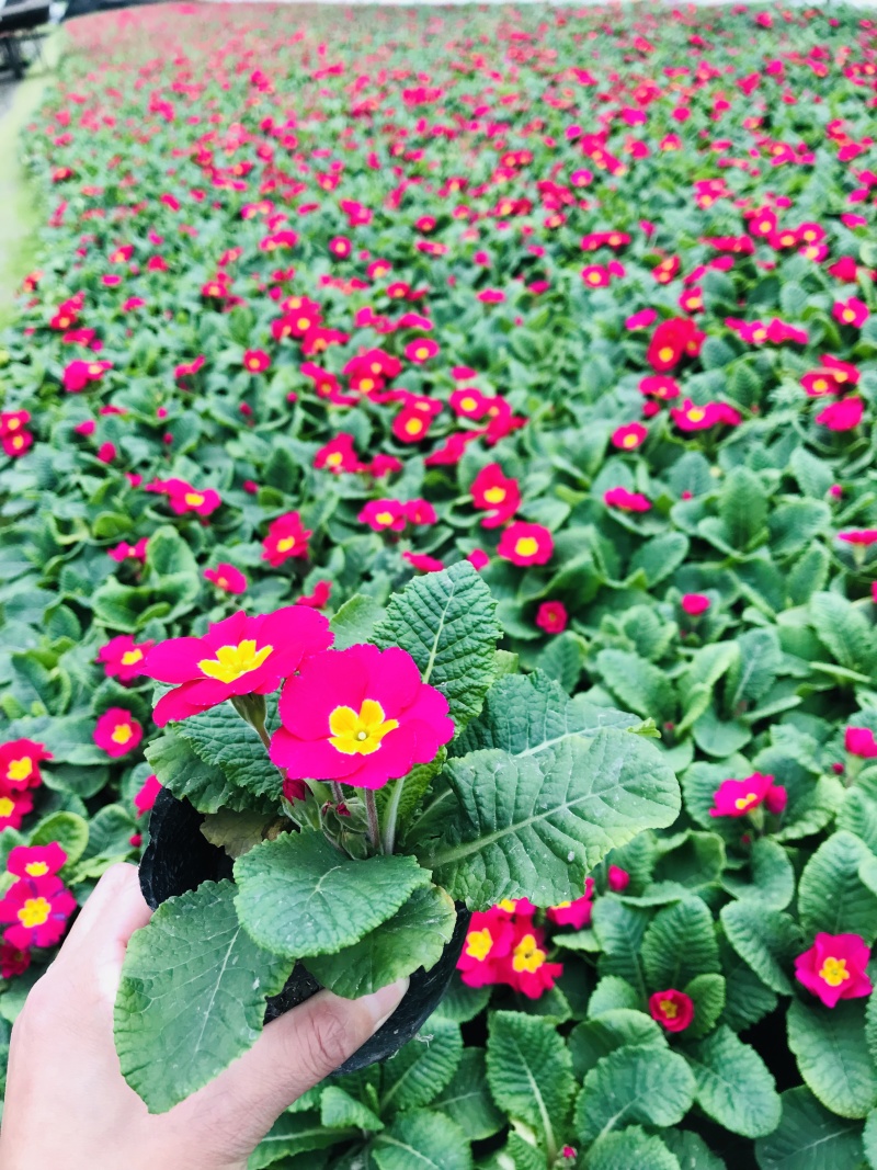 报春花价格成都草花批发报春花批发成都报春花报价