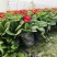 报春花价格成都草花批发报春花批发成都报春花报价