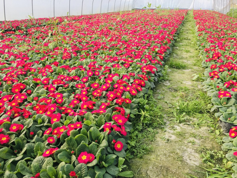 报春花价格成都草花批发报春花批发成都报春花报价