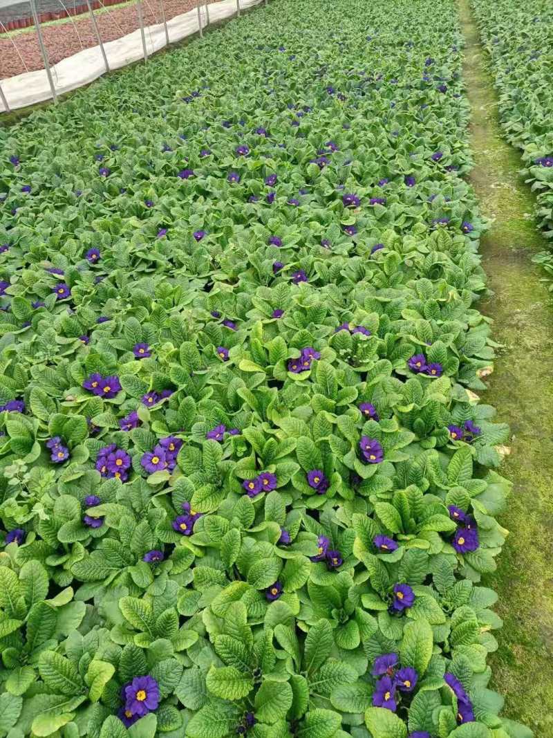 报春花价格成都草花批发报春花批发成都报春花报价