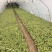 报春花价格成都草花批发报春花批发成都报春花报价