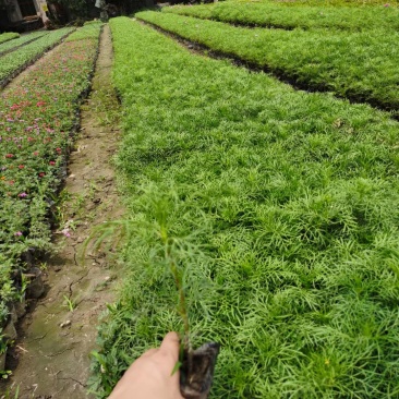 成都波斯菊价格波斯菊报价花园植物草花批发苗木供应