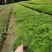 成都波斯菊价格波斯菊报价花园植物草花批发苗木供应
