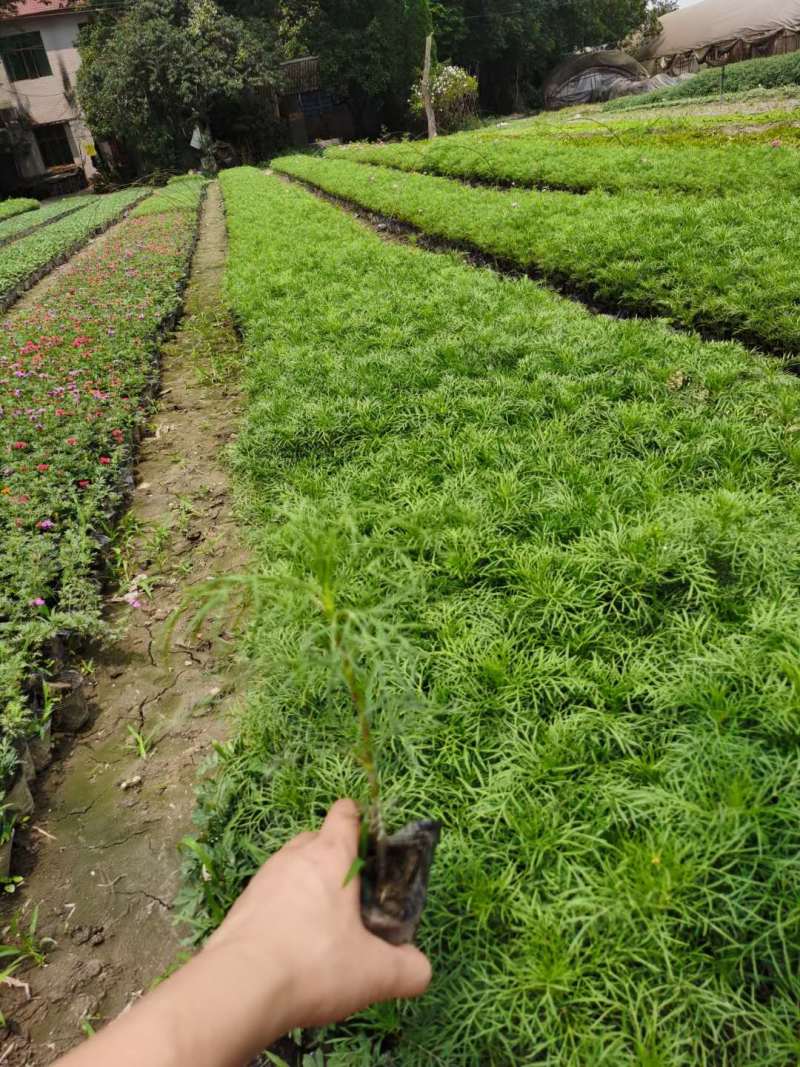 成都波斯菊价格波斯菊报价花园植物草花批发苗木供应