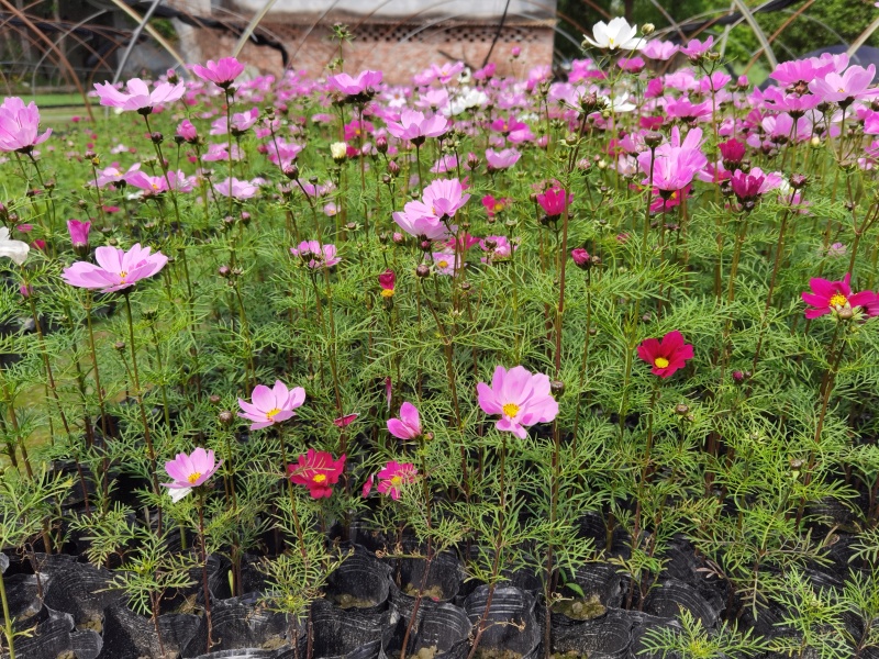 成都波斯菊价格波斯菊报价花园植物草花批发苗木供应