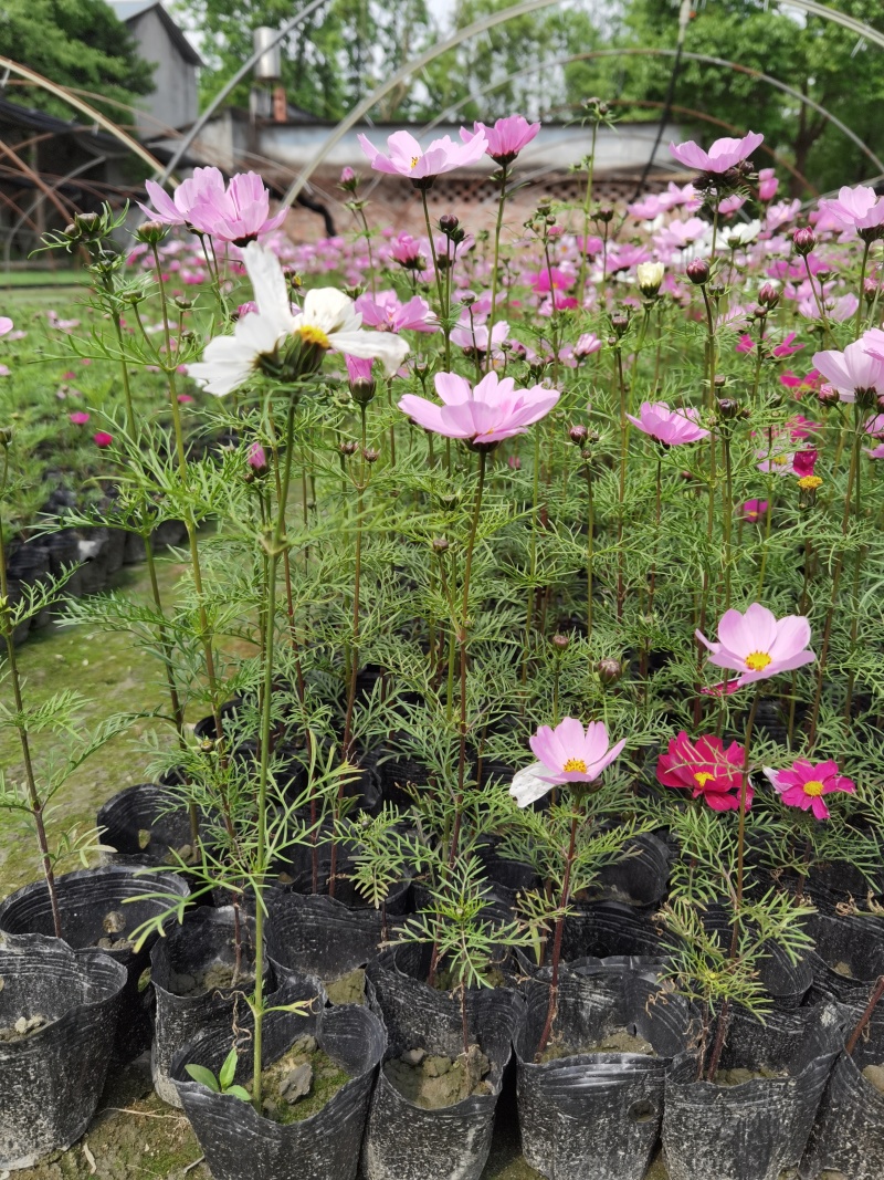 成都波斯菊价格波斯菊报价花园植物草花批发苗木供应