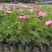 成都波斯菊价格波斯菊报价花园植物草花批发苗木供应