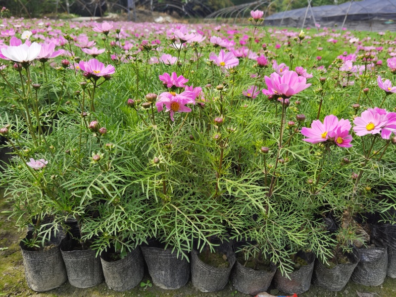 成都波斯菊价格波斯菊报价花园植物草花批发苗木供应
