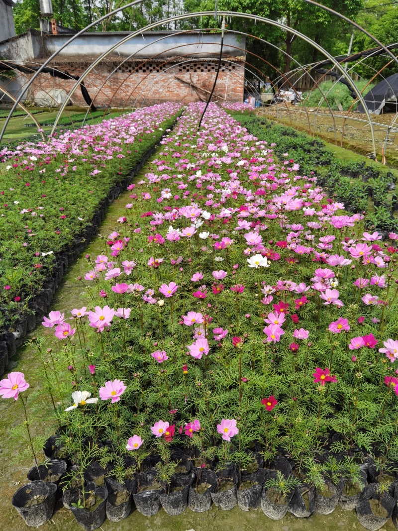 成都波斯菊价格波斯菊报价花园植物草花批发苗木供应