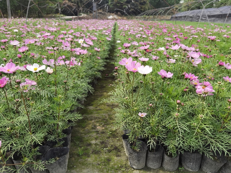 成都波斯菊价格波斯菊报价花园植物草花批发苗木供应