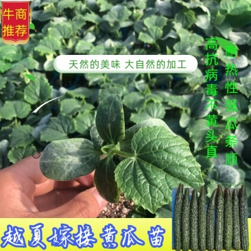 黄瓜苗越夏嫁接黄瓜苗抗病毒不黄头油亮深绿色中条瓜品质保障