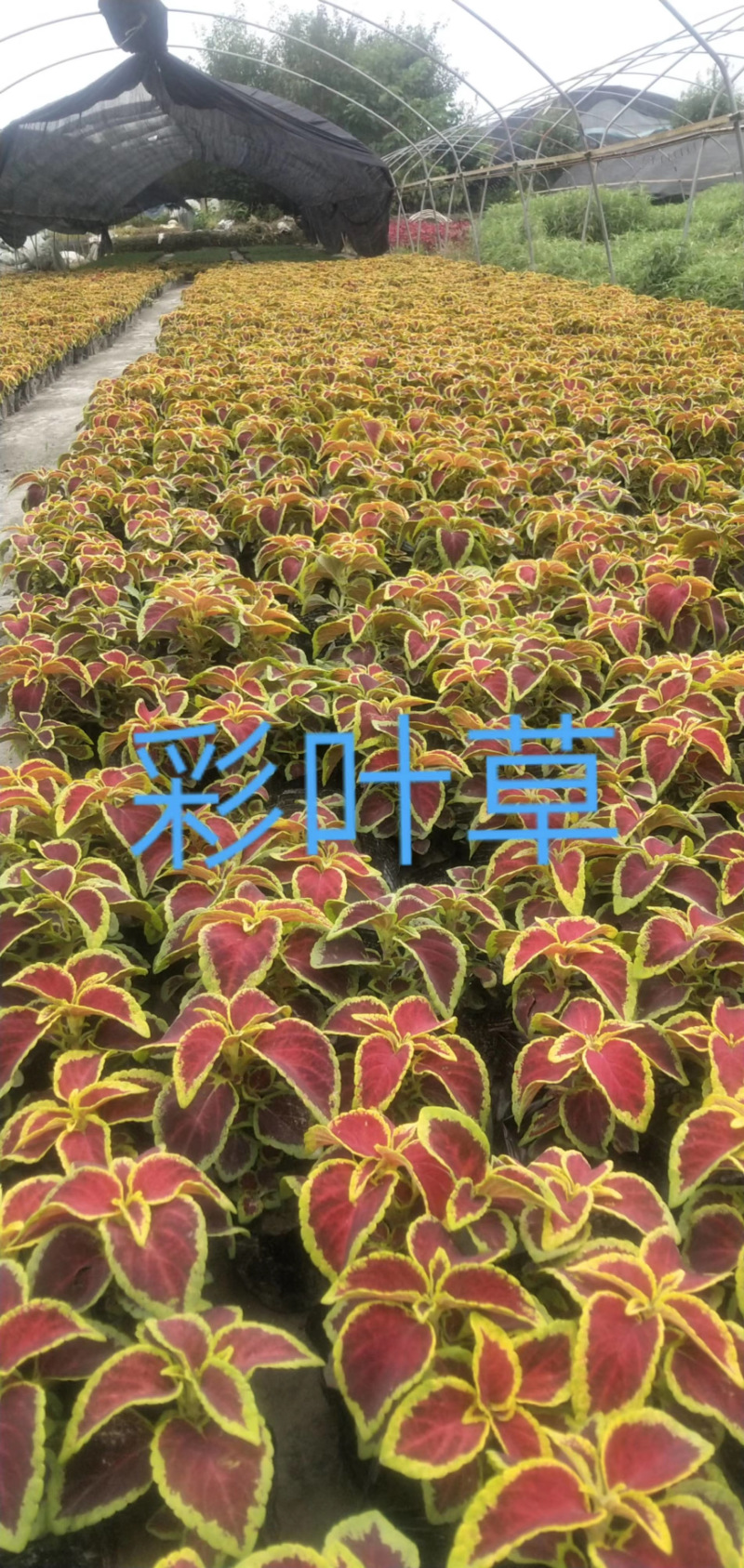 彩叶草价格成都彩叶草批发花镜植物批发成都彩叶草报价