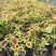 彩叶草价格成都彩叶草批发花镜植物批发成都彩叶草报价