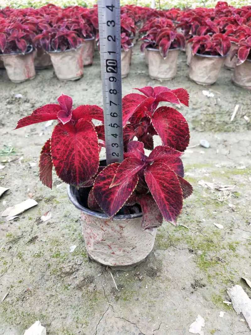 彩叶草价格成都彩叶草批发花镜植物批发成都彩叶草报价