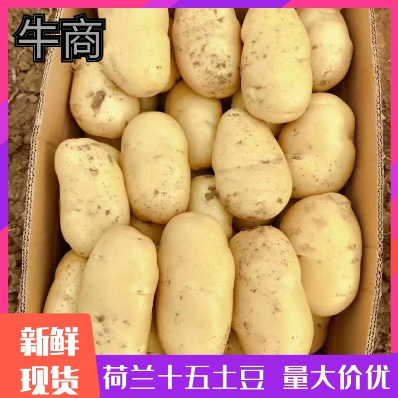 【精品土豆】沃土，西森，荷兰，中薯，黄皮黄心规格齐全