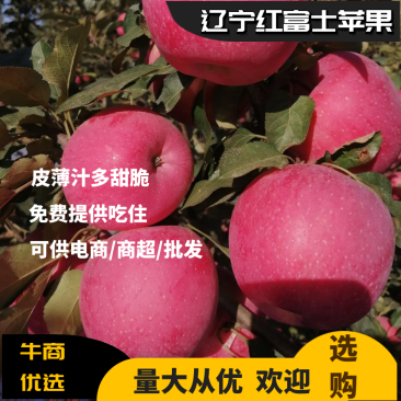 绥中红富士，生超专供，一手货源皮薄汁多甜脆口免费提供吃住