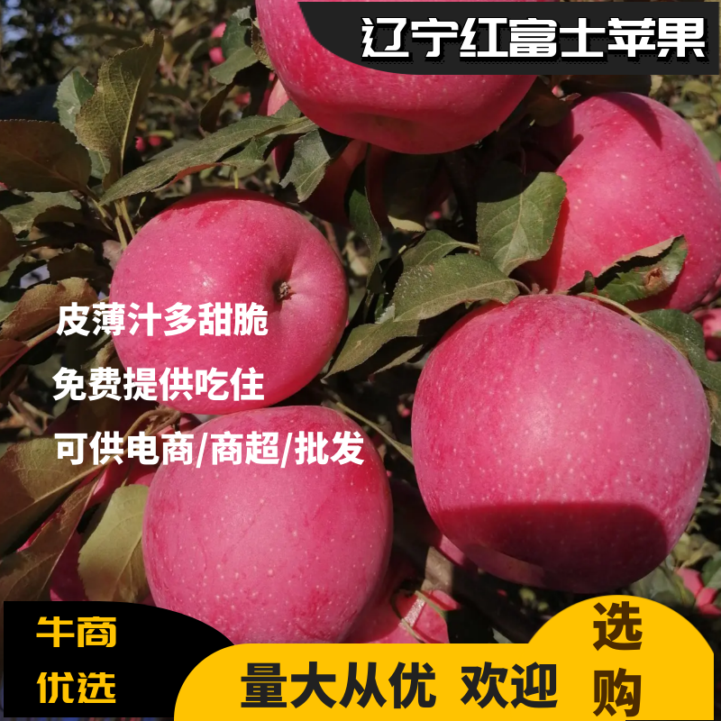 绥中红富士，生超专供，一手货源皮薄汁多甜脆口免费提供吃住