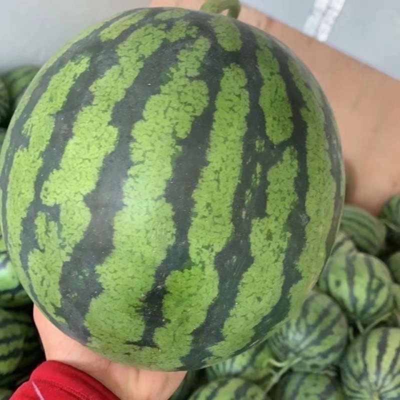 【精品西瓜】河南商丘8424精品西瓜多种规格价优