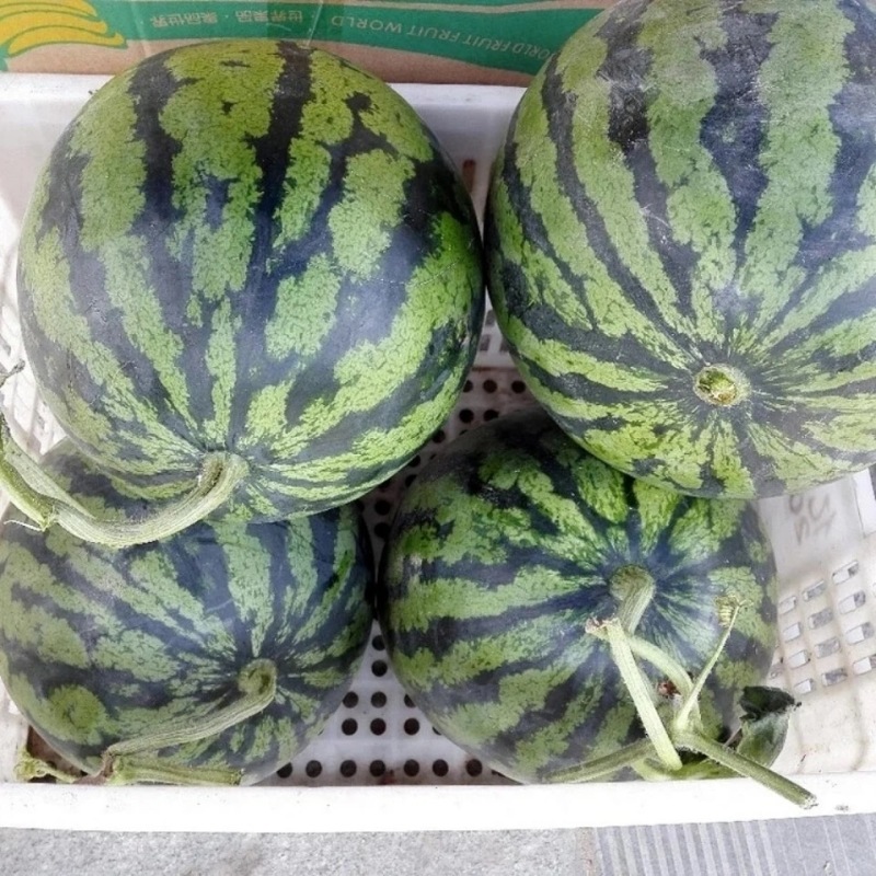 【精品西瓜】河南商丘8424精品西瓜多种规格价优