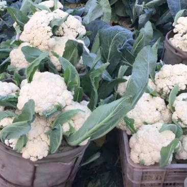 有机菜花苗青梗松花菜苗65天耐热菜花苗量大从优