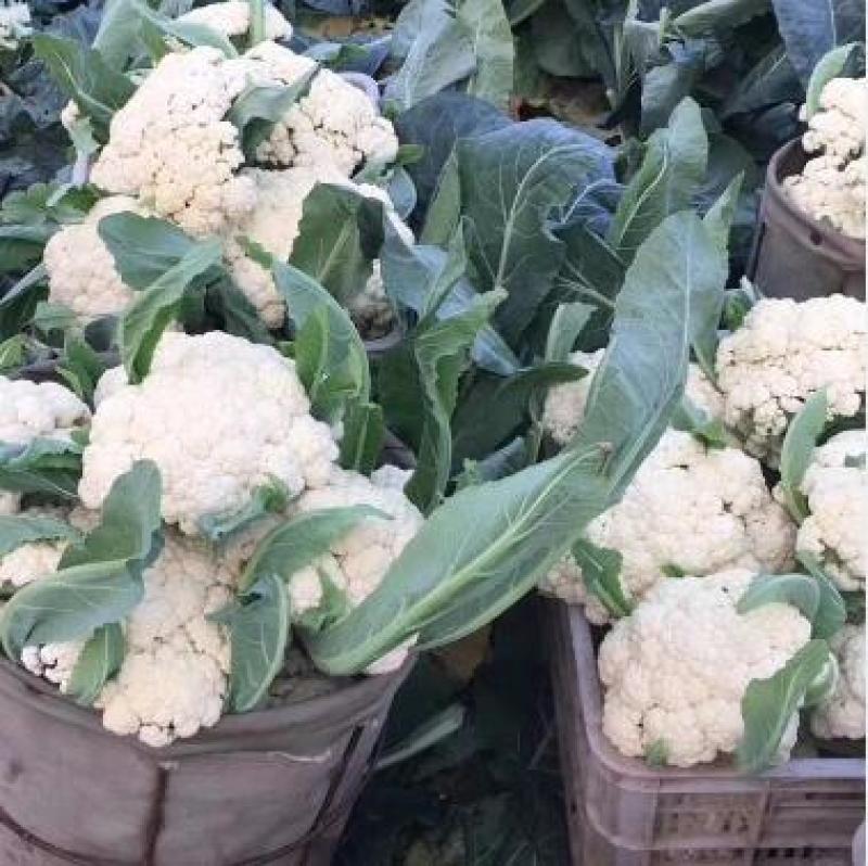 有机菜花苗青梗松花菜苗65天耐热菜花苗量大从优