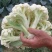 有机菜花苗青梗松花菜苗65天耐热菜花苗量大从优