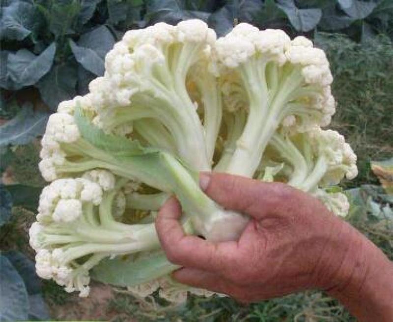有机菜花苗青梗松花菜苗65天耐热菜花苗量大从优