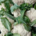 有机菜花苗青梗松花菜苗65天耐热菜花苗量大从优