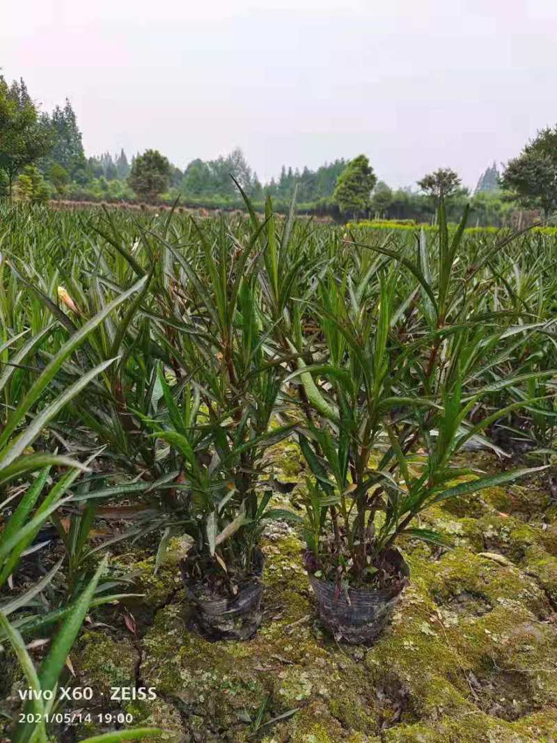 翠芦莉价格成都翠芦莉批发翠芦莉报价草花植物花镜植