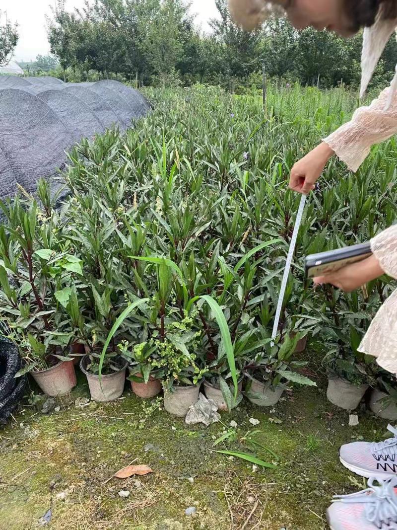 翠芦莉价格成都翠芦莉批发翠芦莉报价草花植物花镜植