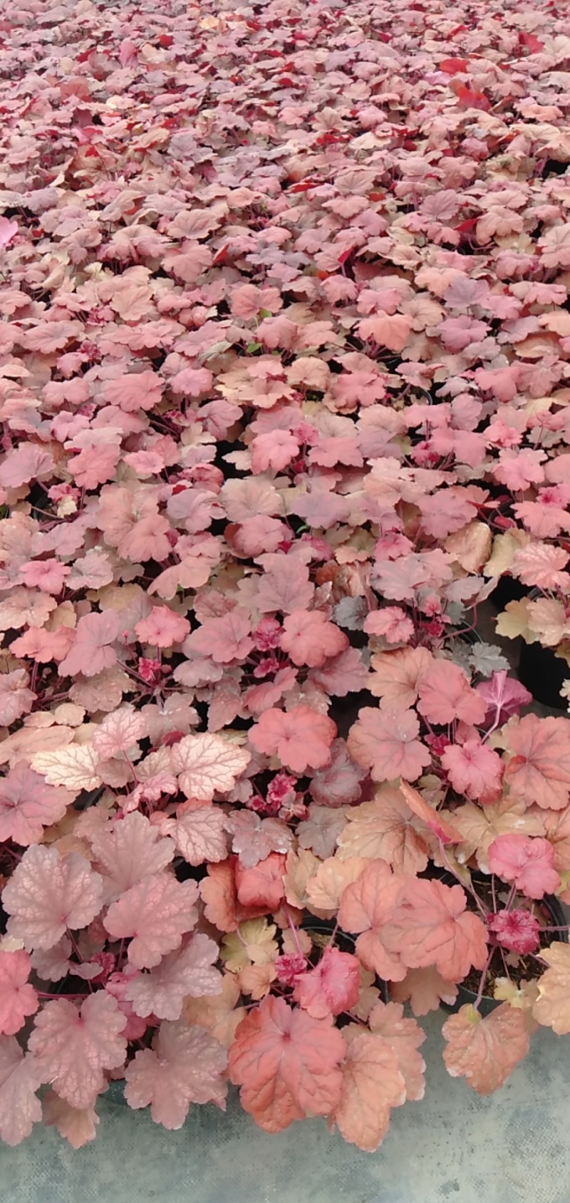 矾根价格矾根批发成都矾根基地草花批发花镜植物