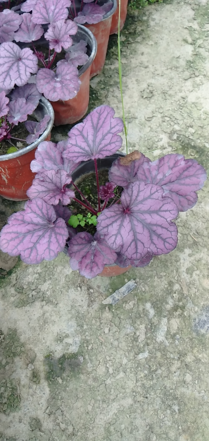 矾根价格矾根批发成都矾根基地草花批发花镜植物
