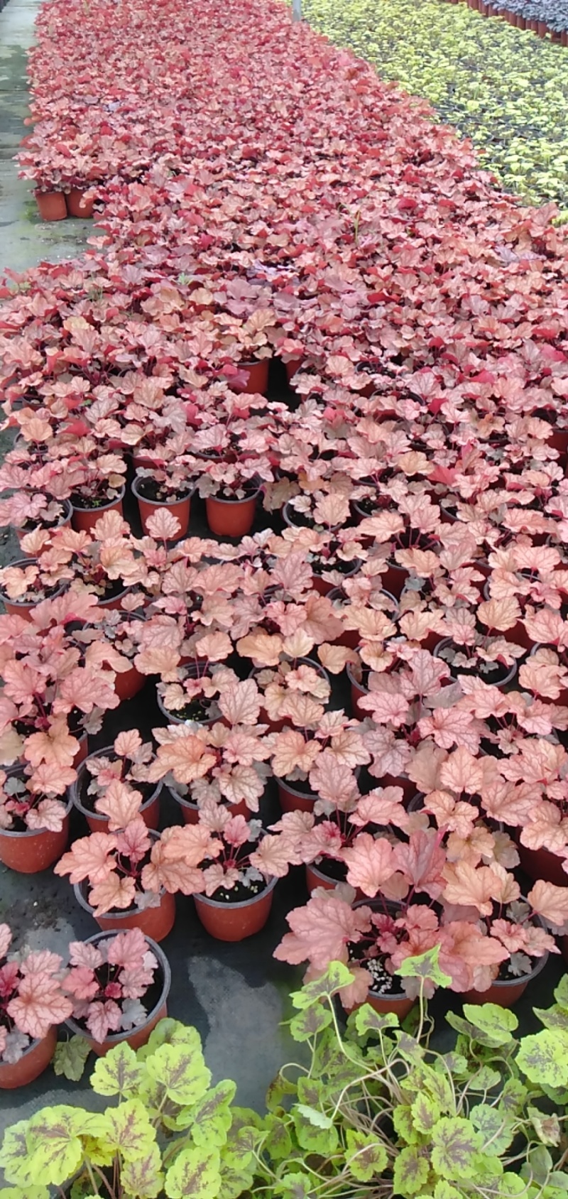 矾根价格矾根批发成都矾根基地草花批发花镜植物