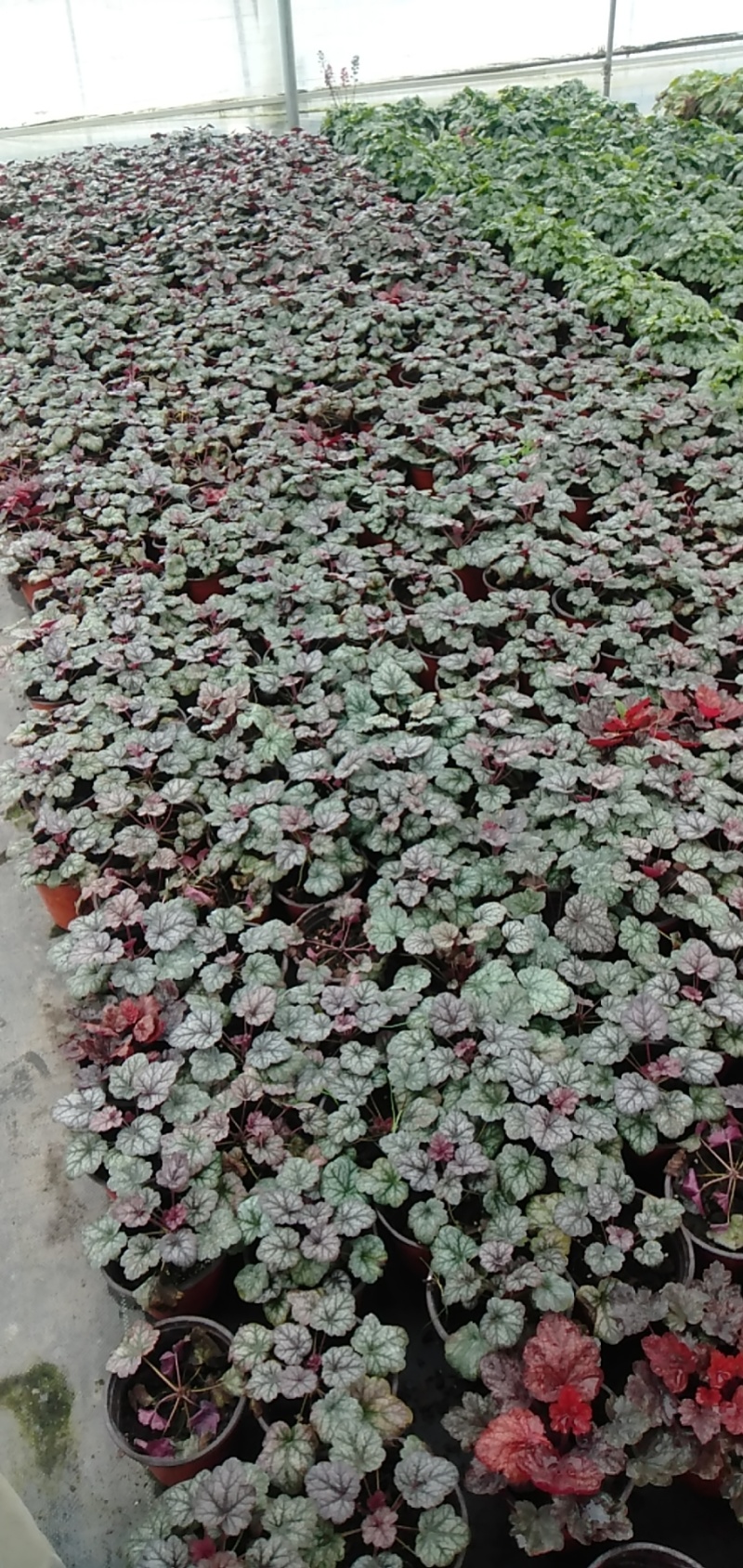 矾根价格矾根批发成都矾根基地草花批发花镜植物