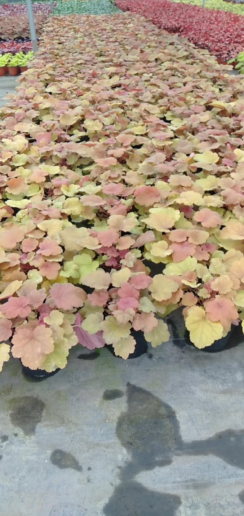 矾根价格矾根批发成都矾根基地草花批发花镜植物