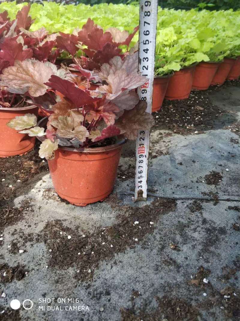 矾根价格矾根批发成都矾根基地草花批发花镜植物