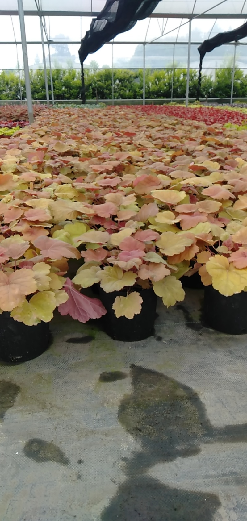 矾根价格矾根批发成都矾根基地草花批发花镜植物