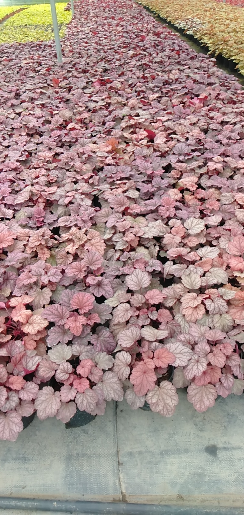 矾根价格矾根批发成都矾根基地草花批发花镜植物