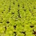 矾根价格矾根批发成都矾根基地草花批发花镜植物