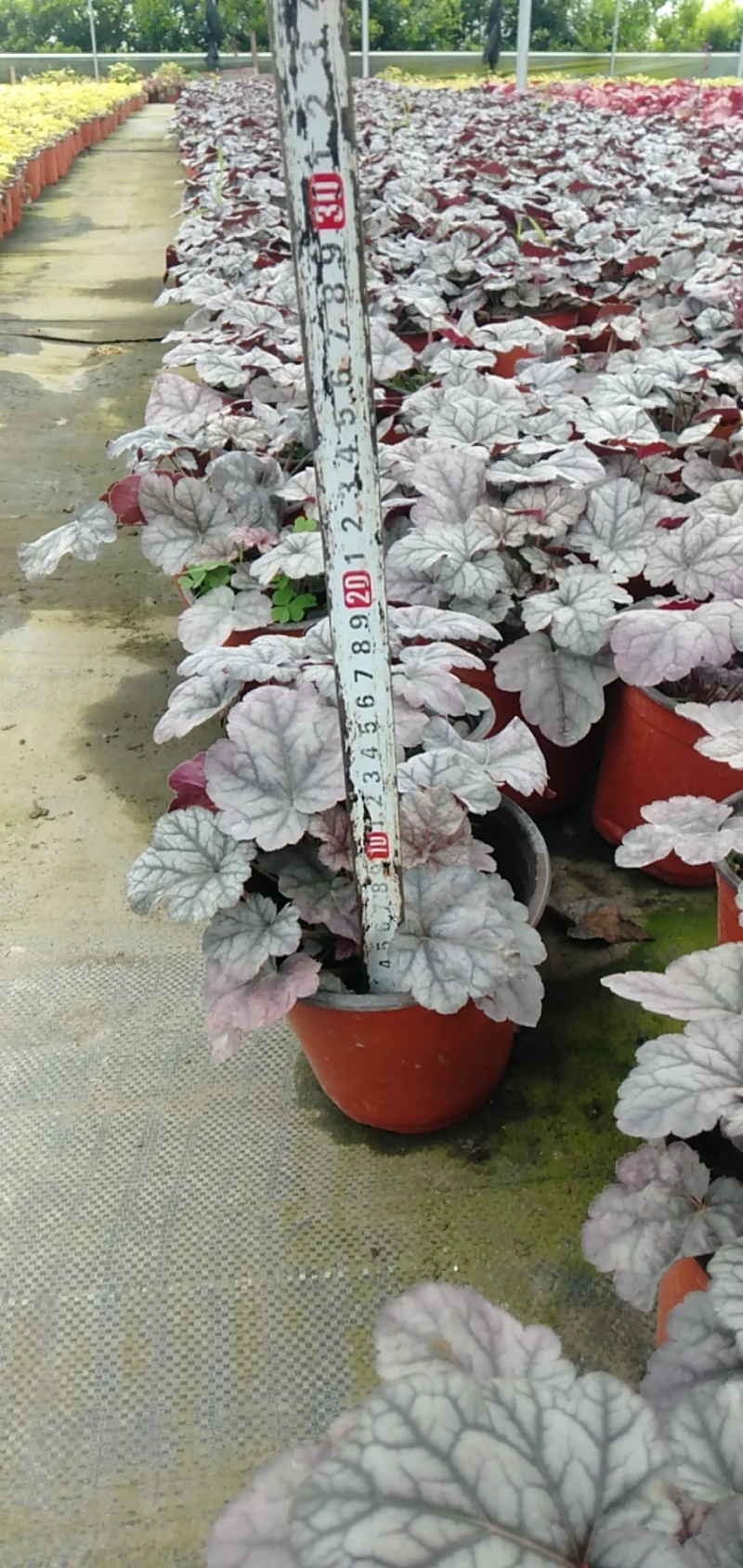 矾根价格矾根批发成都矾根基地草花批发花镜植物